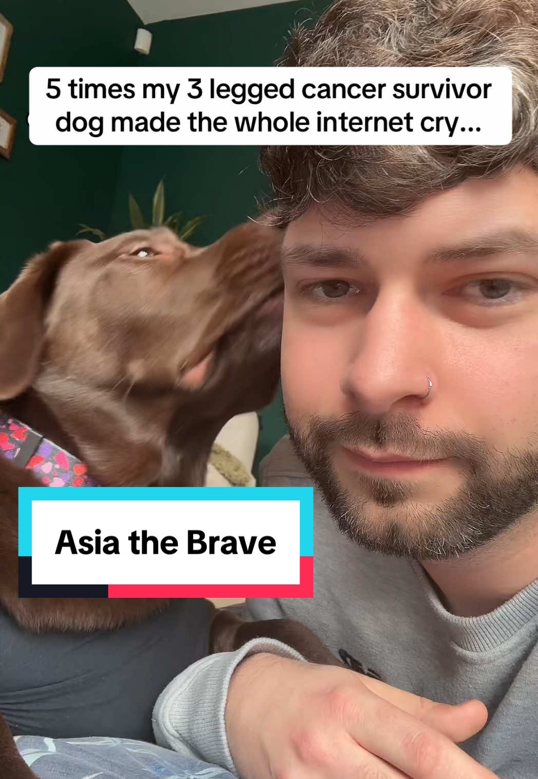 Meet Asia, my three-legged Labrador and cancer survivor.  This video shows 5 moments that touched millions of hearts: 1️⃣ When she woke up from surgery, confused and crying. 2️⃣ When you all watched her learn to walk again. 3️⃣ When she runs on four legs in her sleep. 4️⃣ When she can’t reach her itch anymore. 5️⃣ And when she proves nothing can stop her – especially carrying her huge Scooby teddy to bed. 🧸✨ She’s the strongest, sweetest soul, and I’m so grateful to share her story with you. 💕🐶 #DogTok #CancerSurvivor #ThreeLeggedDog #LabradorLove #InspiringPets 