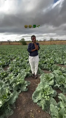 We lost 20000 heads of cabbages 😩