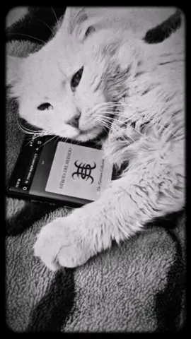 #heroesdelsilencio #heroedeleyenda #rock #fyp #gatos 