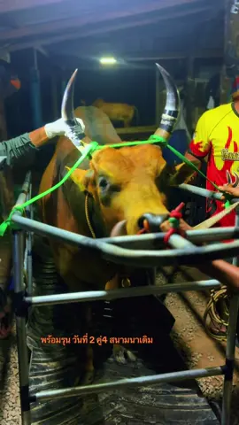 ลังสาดเสมาเพชร (บ่าวแว่น) #ทายาทเจมส์จิ #เด็กนาเดิม #เด็กใต้ป้ายสุราษฎร์ #วัยรุ่นวัวชน🐂🌾 #ขึ้นฟีดเถอะ 