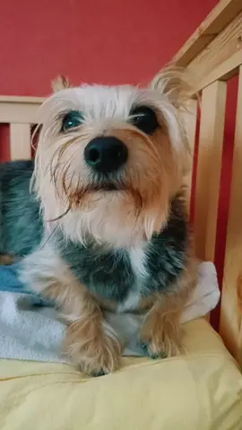 Ten moment wyjścia 🐶 na nocny spacer 🤔🫣