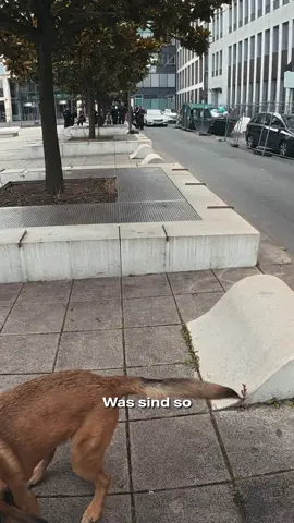 So findet ein Spürhund der Polizei Drogenverstecke!