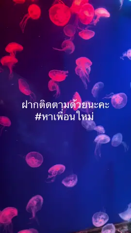 หาเพื่อนใหม่ในวัย 30 เพราะเมื่อเราโตขึ้น ก็มีทั้งสิ่งอื่นใหม่เข้ามาและ บางสิ่งก็เริ่มหายออกไป #เพิ่มเพื่อน #ติดตามมาติดตามกลับ #ฝากติดตาม 