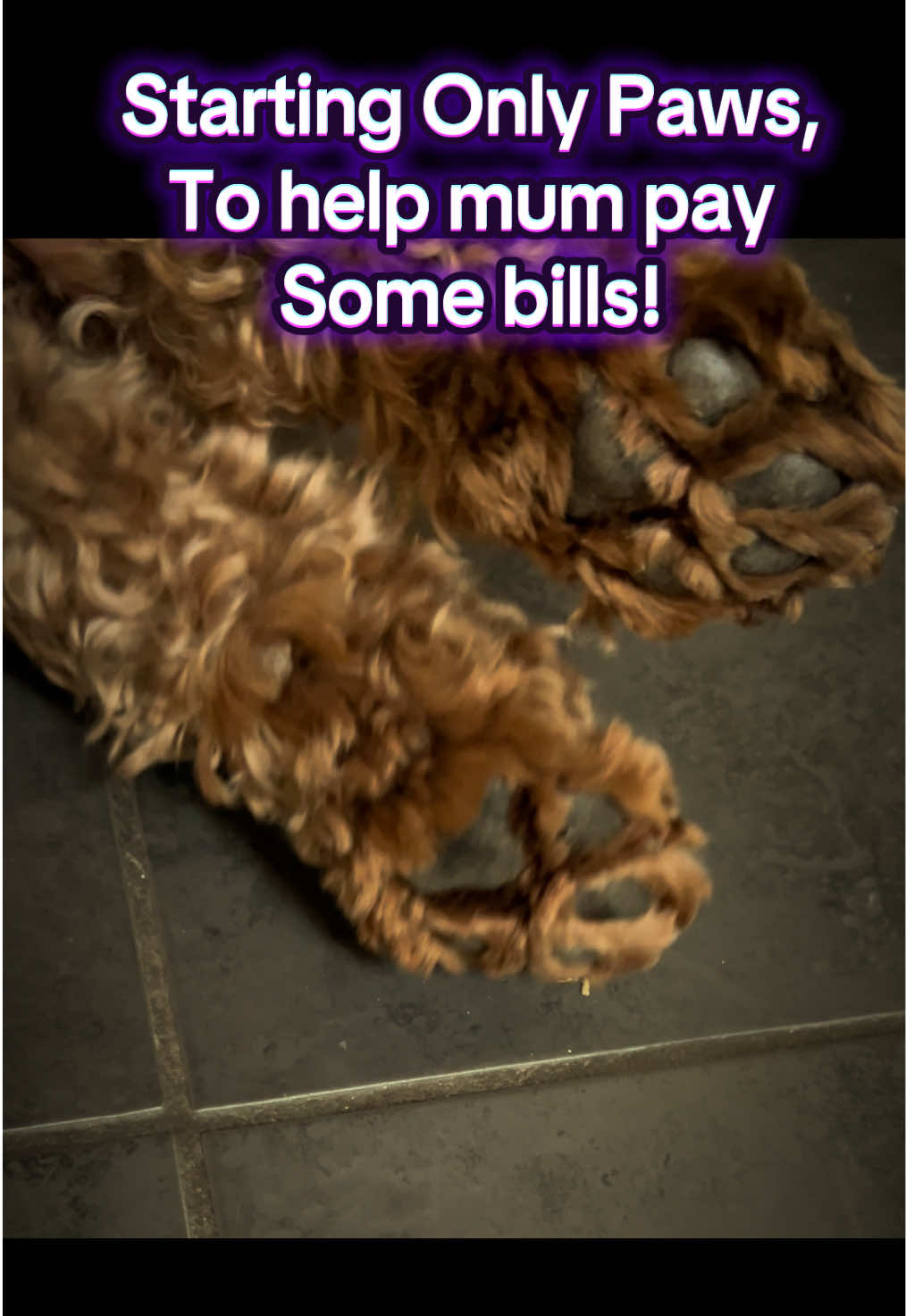 Just starting up my Only paws account! #viral #dog #viralvideos #fyp #cockerpoo 