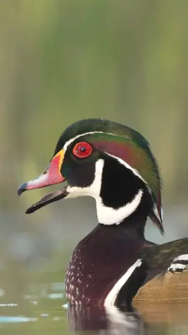 This wood duck drake just showing off those colors this early in the season !!  - - 🎥 @Matthew Ryan Bielski  #woodduck #wildfowl #waterfowl #waterfowlhunter #duckhunting @True Southern Waterfowlers @AF Waterfowl @Keagan @Khaos_Outdoors_MASON 