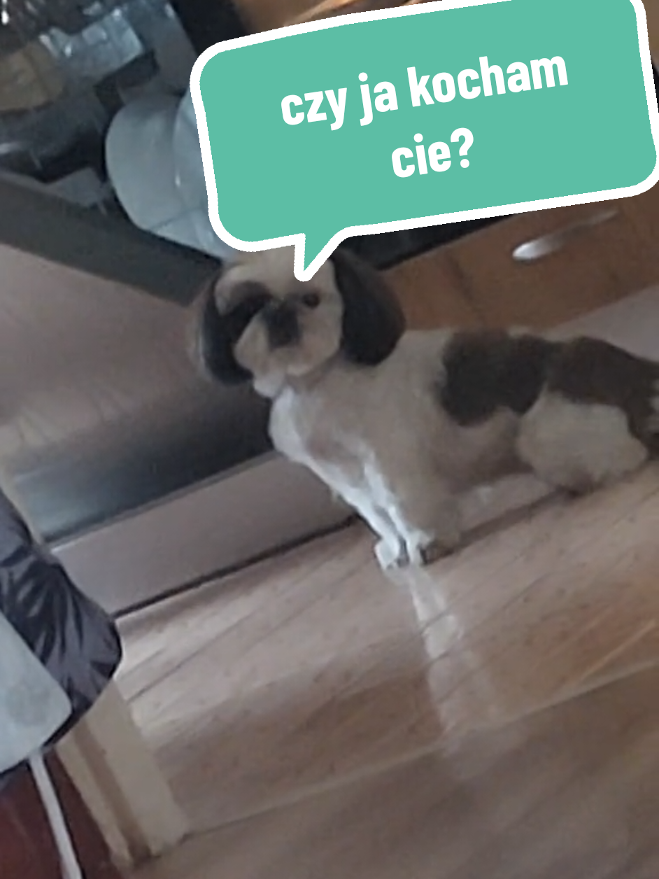 kochasz mnie ? #dogsoftiktok #funnymoments #funnydog #shihTzu #Love 