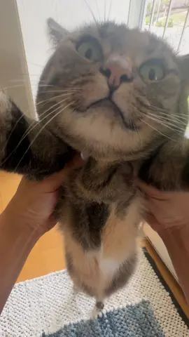 10 AM is cat #yoga for ms Nanya #catsoftiktok 