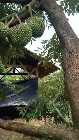 Special Durian Duri Hitam / Ochee WA 0822 2093 3899 #durian #durianochee #durianoche #fyppppppppppppppppppppppp #kebundurian 