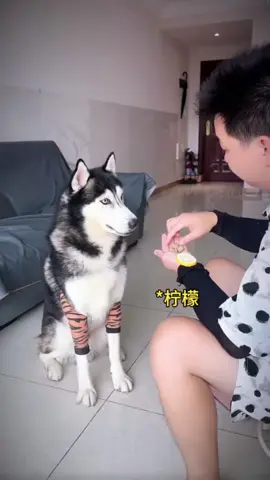 #dog #man #funnydogs #fyp 