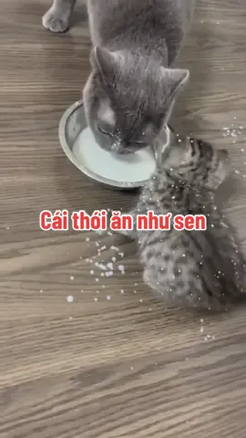 Gòi ăn xong có lau nhà khum #meoyangho #gaumeo 