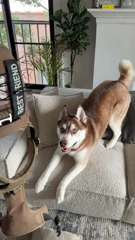 Me: time for a walk 🐾 My husky: time for an Oscar 🏆🎭