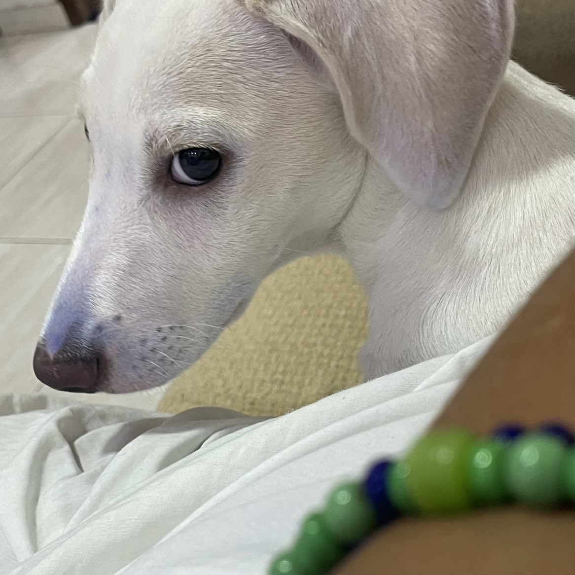 #dog #cachorrofofinho 
