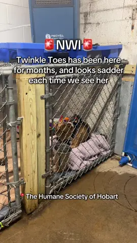 Come and see Twinkle Toes at the Hobart Humane Society! Full of energy and love, also updated with her shots, spayed, and microchipped! #nwi #humanesociety #hobart #pittiesoftiktok #adoptme 