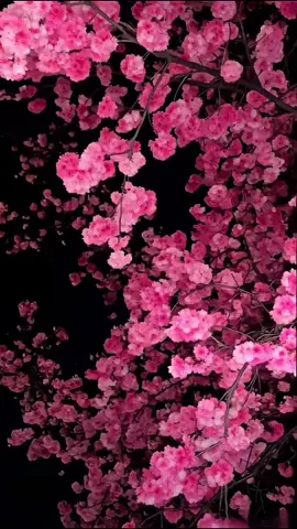 Click the link in the lower left corner to get the 3d live pink cherry blossom wallpaper for free. The cherry blossoms flutter in the mobile phone screen is really beautiful! Very cool! cherry blossoms wallpaper ios 26, live wallpaper for iPhone, live wallpapers in 4K, live wallpaper cupcut, live wallpaper3d,wallpapers ideas, wallpapers,livewallpapers, live wallpapers 3d 4k, live wallpapers 4d, depth of field effects,Cherry blossom wallpaper, Romantic wallpaper, Japanese wallpaper,flowers wallpaper,fyp,pink wallpaper #capcut #capcutpioneer #capcutforus #livewallpaper #cherryblossom 