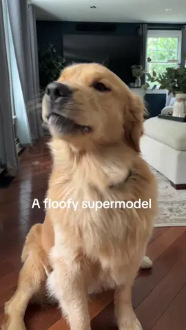 #fyp #goldenretrieversoftiktok #goldenretriever #goldenretrieverlife #goldensoftiktok 
