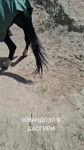 САГРАЧАИ ХАТЛОНИ ☝️☝️☝️☝️