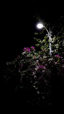 Asmar line -🌸❤          #foryou #pashto #pashtopoetry #repost #i9ote1 #unfreezemyacount 