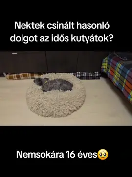 Szerencse, hogy nem sok időt tölthetett a szekrény alatt...Nagyon megijedtem 🥺🐾 #seniordogs #dogs #kutya #dementia #teacherlife 
