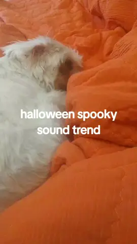 halloween Spooky sound trend #spookysoundtrend  #octoberspookysounds  #spookysounds  #creatorsearchinsights 