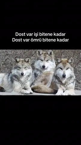 #wolf #ben #pfy #viralvideos #explore 