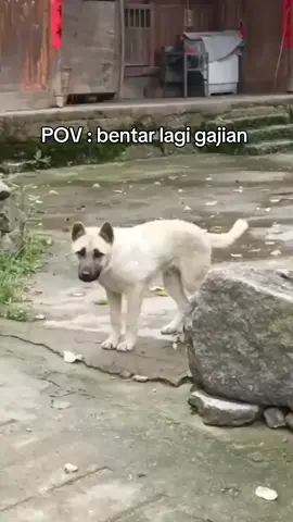 bentar lagi gajian #CapCut #fypシ゚viral #kerja #gajian 