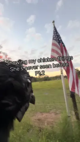 ⚫️👄⚫️ #chickensoftiktok #PetsOfTikTok #fyp #funny #pov