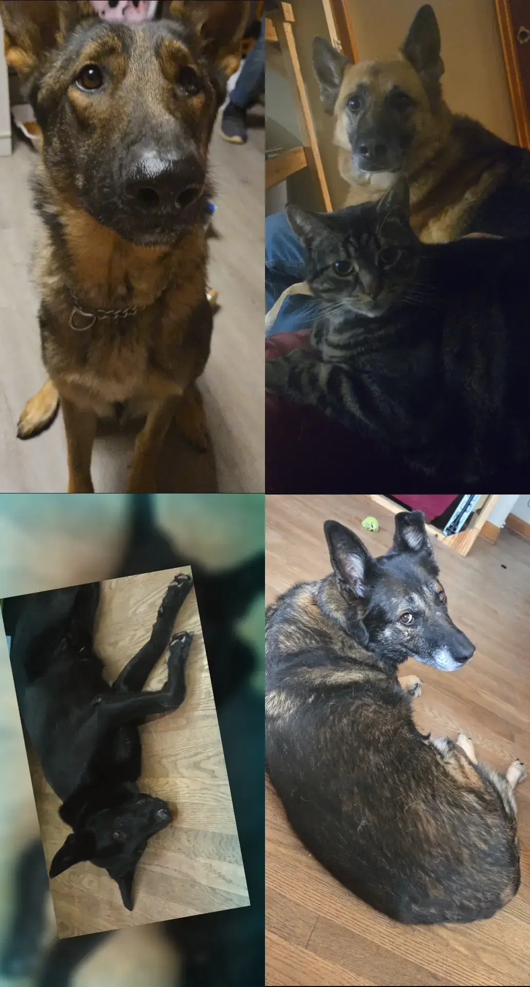 Also featuring Felix the cat who eats dog food & thinks he's one of the pack! 