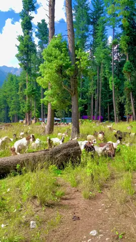 Kumrat valley 🐏🐏🐏#fypシ゚viral🖤tiktok☆♡🦋myvideo #foryoupage🐎 #🥀viralvideo😘love #foryoupageofficiall #🥀🖤 