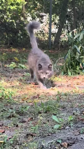#nebelung #garden #gardencat #cat #fyp #cattrend 