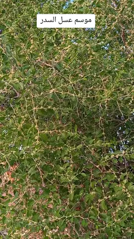 #تصويري_موسم_عسل_السدر #شبوه_ديرتي_مسقط_الراس💕  #عرماء_العشق😍 #اكسبلورexplore❥🕊🦋💚❤ #ترندات_تيك_توك 