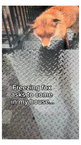 She found someone who can help her🥹❤️ #wholesome #animals 