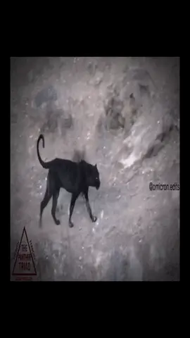 Black panthers>>>>> #fyp #blackpanther #nature #jumpstyle #darktriad 
