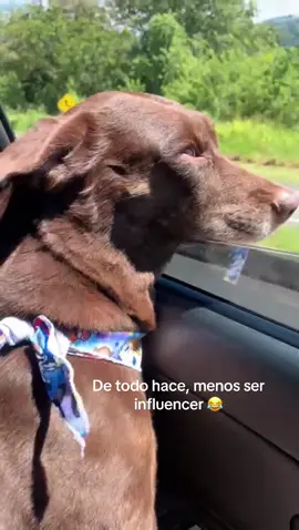 Mientras yo me estreso con el algoritmo, ella protagoniza el soundtrack de su vida 🎧🐶 #viraltiktok #perrostiktokers #medellin 