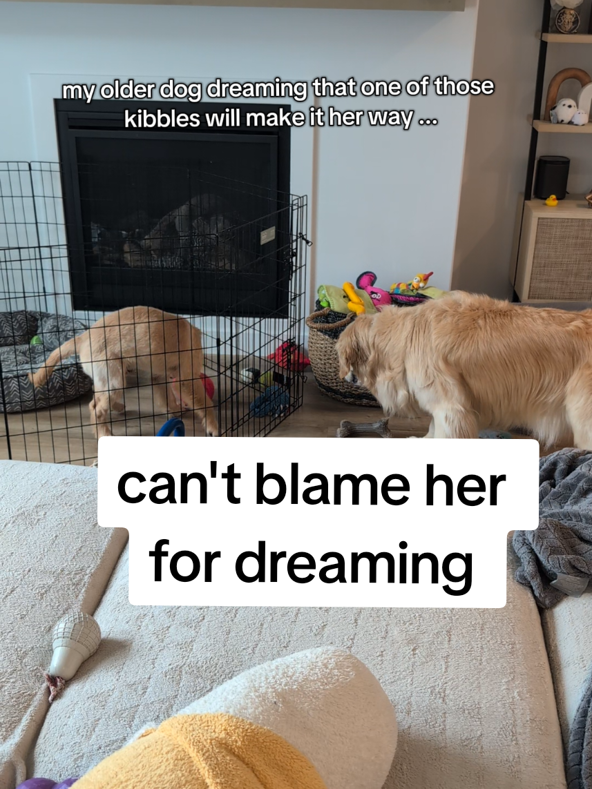 don't worry she goes in after to do clean up.  #puppy #goldenretrieverpuppy #puppyenrichment 