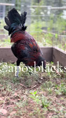 Real deal mug pair pushing feathers #gamefowl #gamefowlbreeders #gamefowllife #viral #gallerosoy 