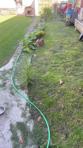 #LanguageLearning #newfeature #contentcreator #newtrend #tiktokgrowth 