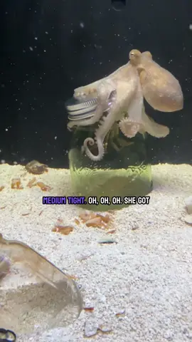 🦀 Watch Haley the octopus skillfully open a jar to catch a big crab! 🐙 Impressive and fascinating to see her enjoy a tasty meal. #Octopus #SeaLife #nature