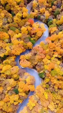 #fall #fallfoliage #leafpeeping #newengland #foliage 