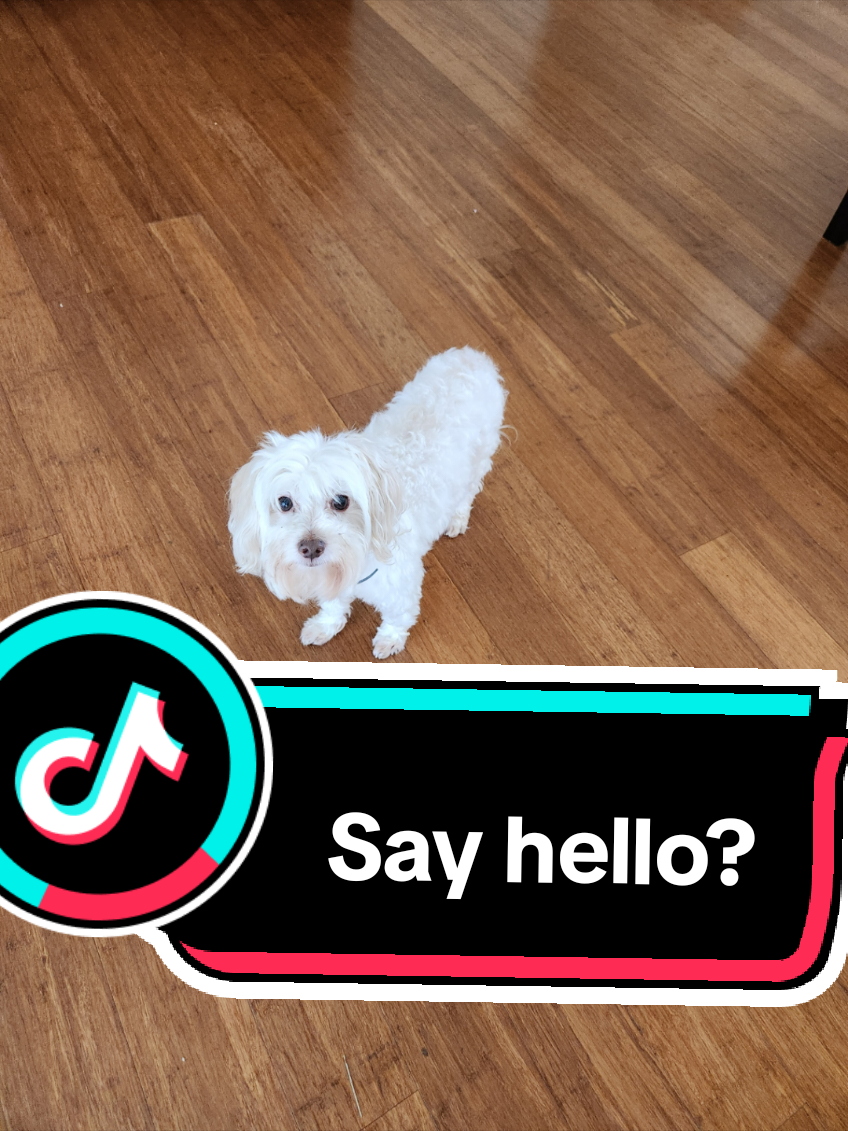 Can you say hello to me even though I am just a dog?🐾🐕💗🥺 #dog #dogsoftiktok 
