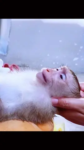Mommy monkey giving cute bath#videoviral #monkey #bathtime #monkeydluffy #unitedkingdom 
