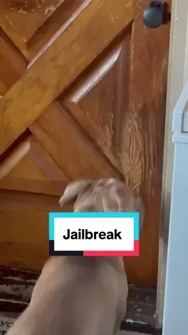 Their communication is hilarious. I let her out forget to lock the door he barks or cries she turns around and lets him out. They have been doing this for about a month now it’s their thing 😆 but she doesn’t want to be anywhere without him. 