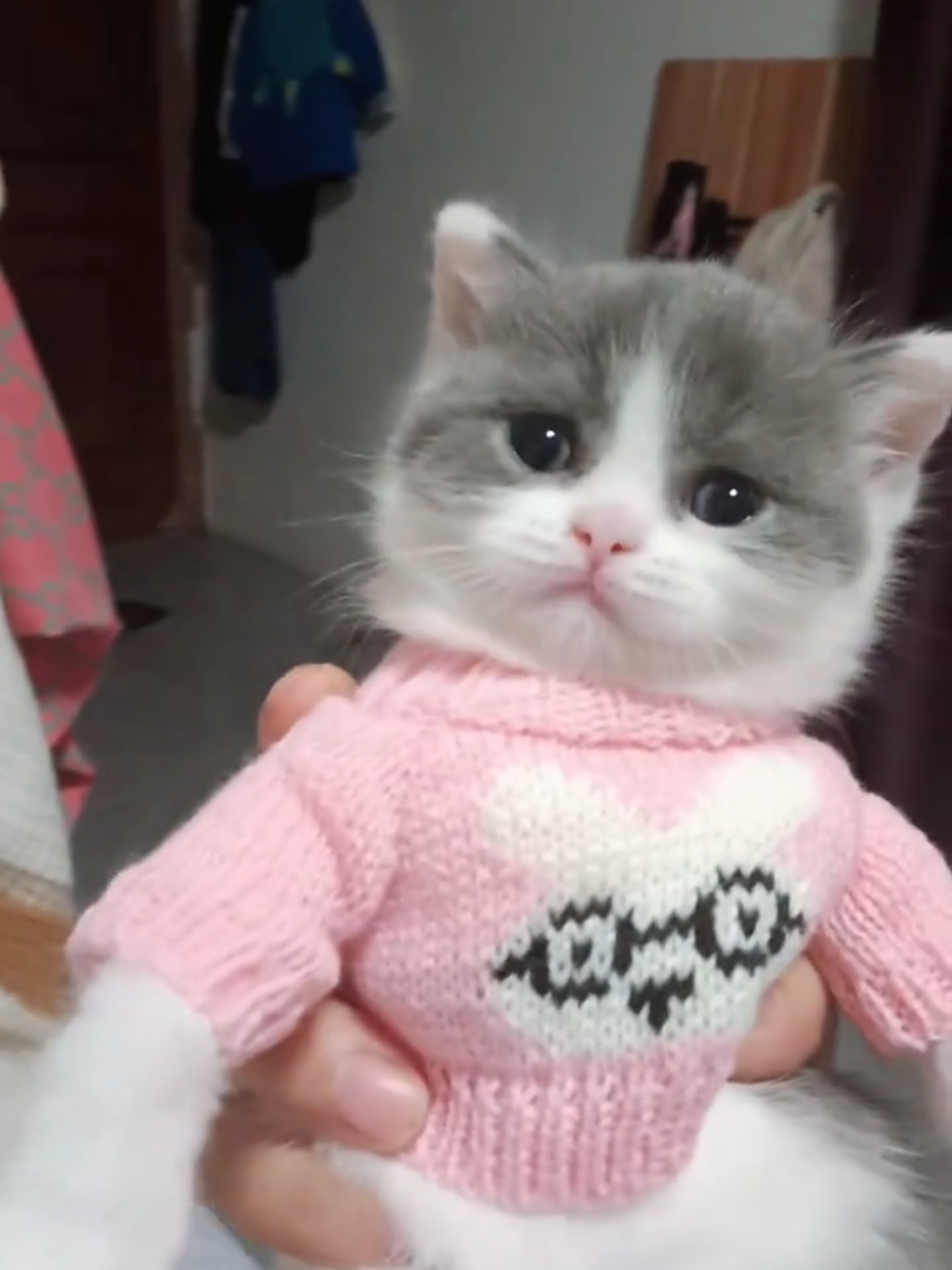 So cute #cutecat #pet #kucing #kitty #funny 
