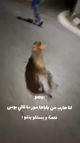 #fyp #algeria #الشعب_الصيني_ماله_حل😂😂 #meme #explore 