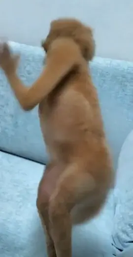 Kungfu dog #xuhuong #dog #kungfu #cutepet #funnyvideos 