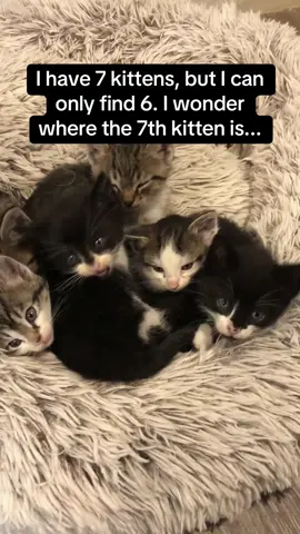 The MEOWS from the 7th kitten 🥹🥹 #RoadTo19M #Pubity #cats  (Allison Olson via ViralHog)