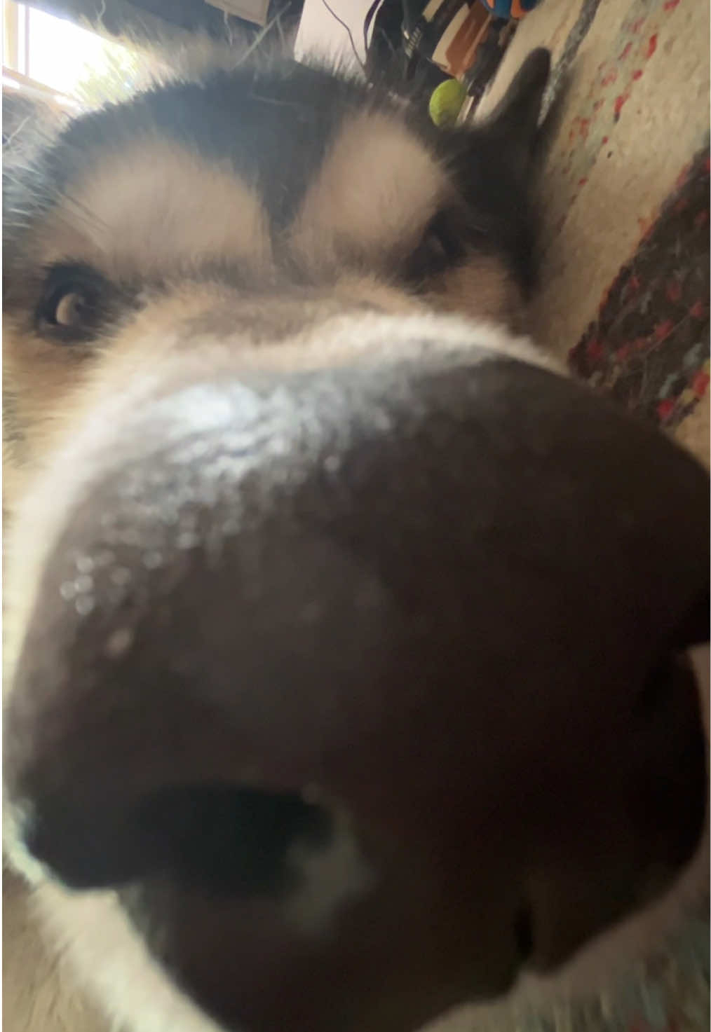 Big ah Nose #silly #dog #koda #alaskanmalamute #pet  
