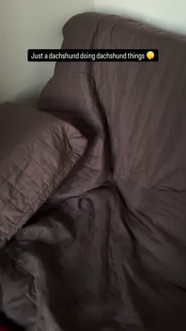 Qui a dit que la chambre d’amis était disponible ?!  —— Who said the guest room was available ? . . . #dogsnotallowedonthebed #doghideandseek #stubborndog #doglovers #teckels  