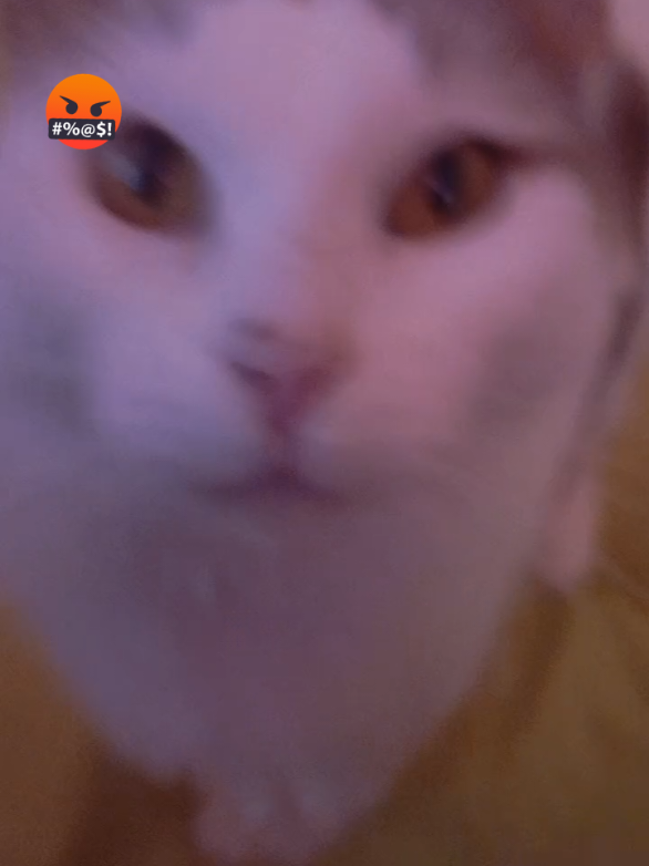 Mi gato está arto de que lo grave 😭 #elgatodenico #gatito #vtuber #gatitos 