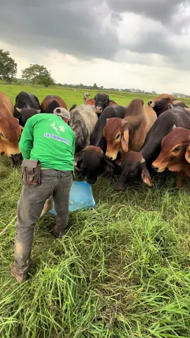 #ganado #campo #agro #paisaje #ganaderia 