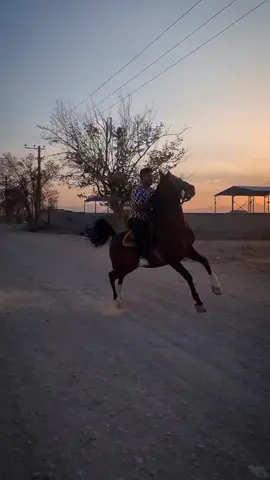 سران تولیدی درجه یک از سرور حیدری مادیان نسیم @🐎باشگای جاف🐎 
